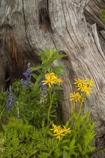 CO, Gunnison NF Lupine and golden ragwort